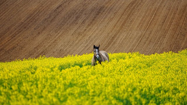 Снимка: Pixabay