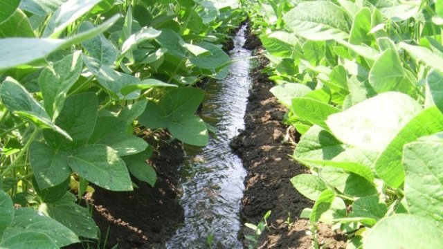 <p>
	<em>Снимка: Опитна станция по соята - Павликени</em></p>
