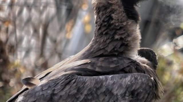 <p>
	<em>Снимка: Димитър Кьосемарлиев, Investor Media Group</em></p>
