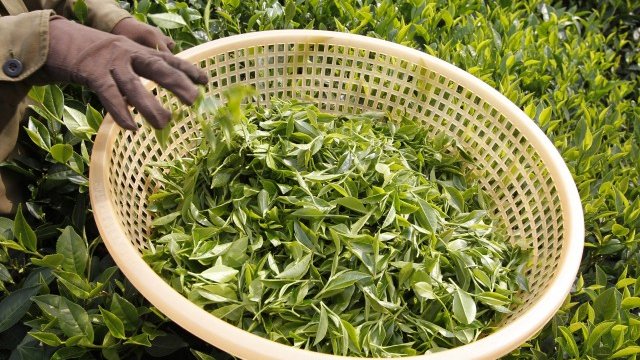 <p>
	Шри Ланка е вторият най-голям производител на чай в света след Китай. <em>Снимка: Ройтерс</em></p>
