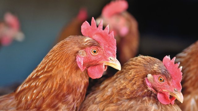 Снимка: Pixabay