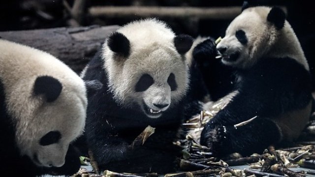 <p>
	<em>Снимка: gettyimages</em></p>
