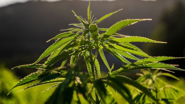 Снимка: Pixabay