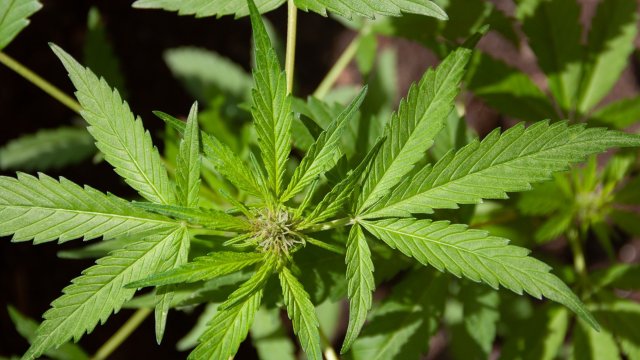 Снимка: Pixabay