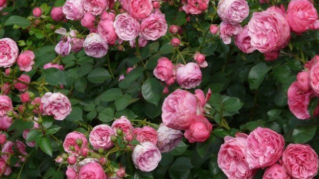 Снимка: Pixabay