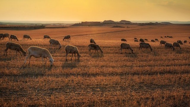 <p>
	<em>Снимка: Pixabay</em></p>
