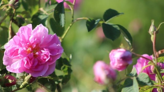 <p>
	<em>Снимка: БГНЕС</em></p>
