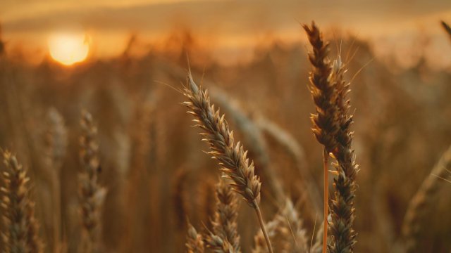 Снимка: Pexels.com