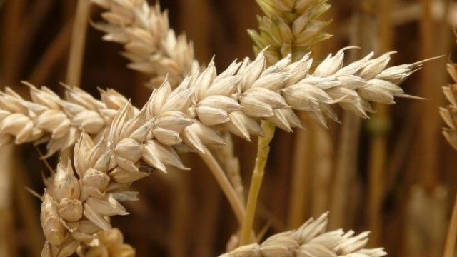 <p>
	<em>Снимка: Pixabay</em></p>
<p>
	&nbsp;</p>
