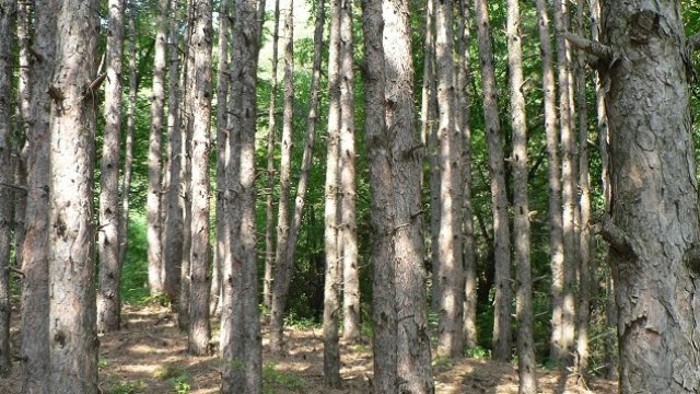 <p>
	<em>Снимка: Investor.bg</em></p>
