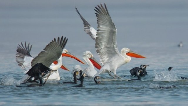 Еколози: Много защитени зони са такива само на хартия, а всъщност не се опазват