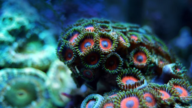 Снимка: Pixabay