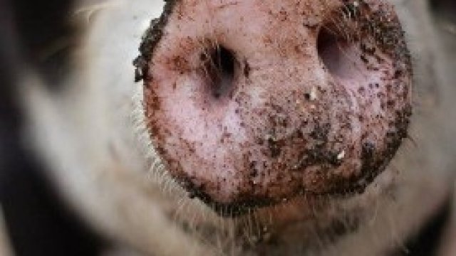 <p>
	<em>Снимка: Pixabay.com</em></p>
