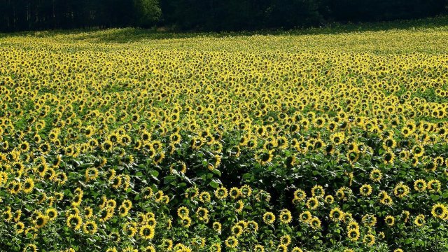 Снимка: Pixabay