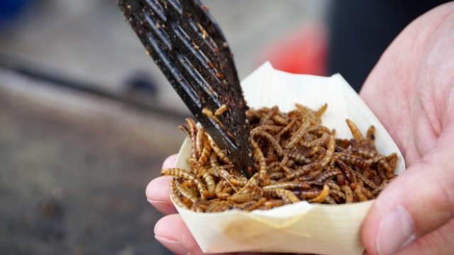 Планират най-големия завод за продукти от насекоми в Югоизточна Европа у нас