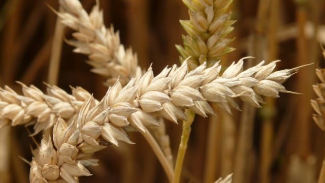 <p>
	<em>Снимка: Pixabay</em></p>
