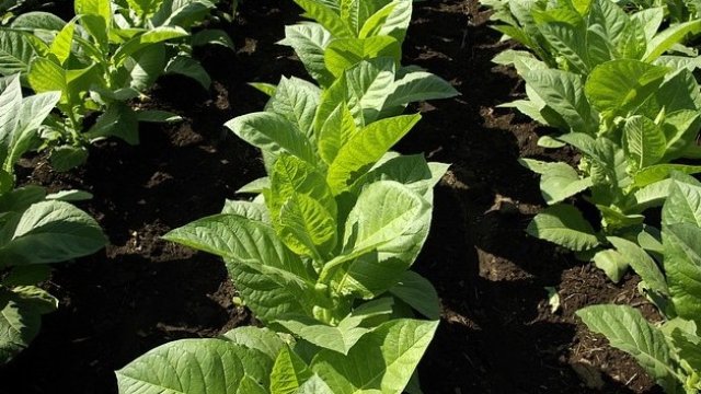 <p>
	<em>Снимка: Pixabay</em></p>
