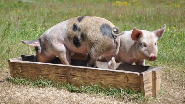 <p>
	<em>Снимка: Pixabay</em></p>
