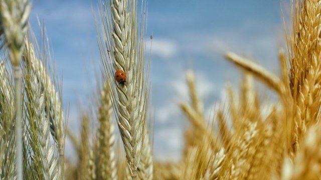 <p>
	<em>Сннимка: Pixabay</em></p>
