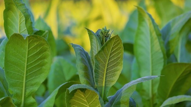 <p>
	<em>Снимка: Pixabay</em></p>
