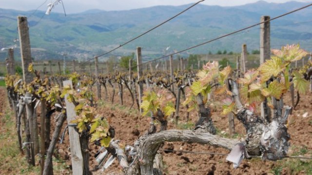 <p>
	<em>Снимка: БТА</em></p>
