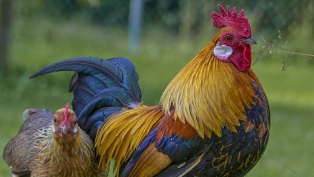 <p>
	<em>Снимка: Pixabay</em></p>
