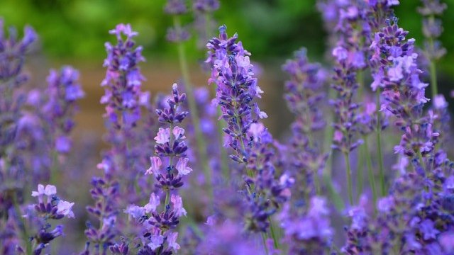 <p>
	<em>Снимка: Pixabay</em></p>
