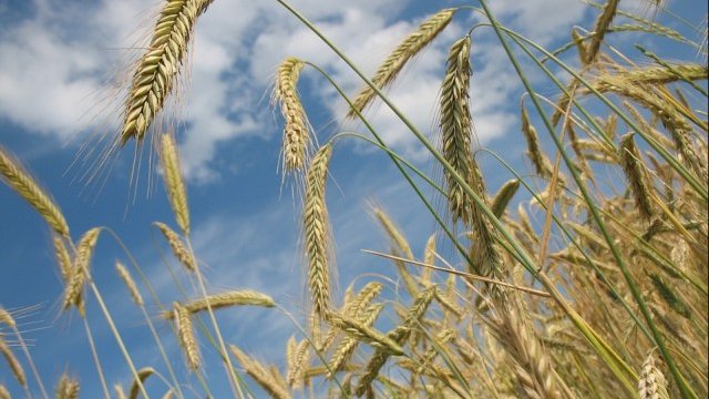 <p>
	<em>Снимка: Pixabay</em></p>
