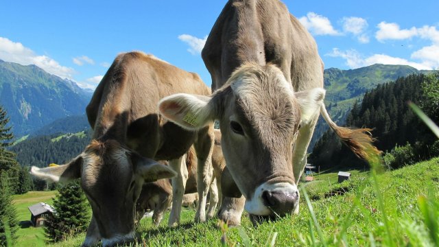 Снимка: Pixabay