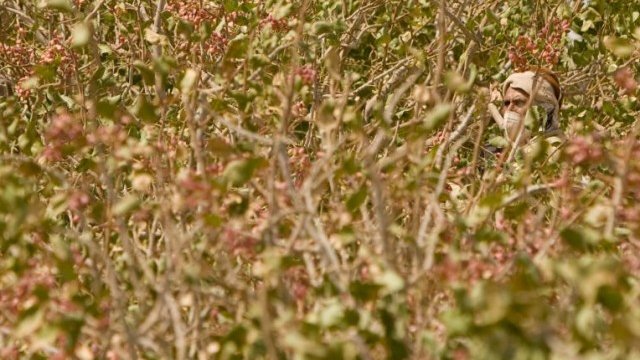 <p>
	Атаките срещу фъстъчените гори са ежедневие в сезона им. <em>Снимка: архив, Ройтерс</em></p>
