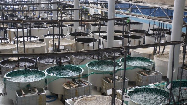 <p>
	Станция за интензивно отглеждане на риба на испанския университет Лас Палмас де Гран Канария. <em>Снимка: ЕК</em></p>
