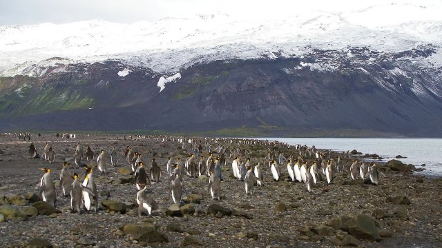 Снимка: antarctica.gov.au