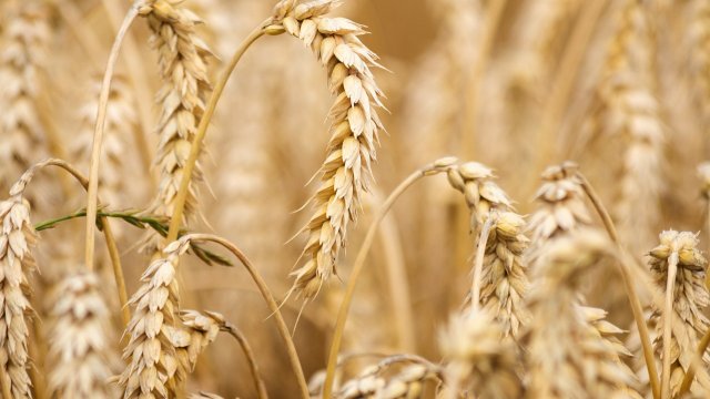 Снимка: Pixabay