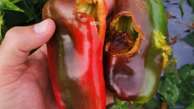 <p>
	<em>Пораженията от градушката. Снимка: Красимир Кумчев, земеделски производител,&nbsp; Facebook</em></p>
