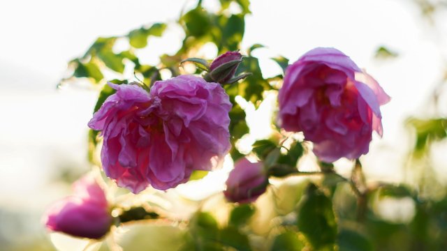 Снимка: БГНЕС/Ралица Белчева