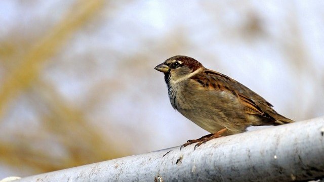 <p>
	<em>Снимка: Pixabay</em></p>
