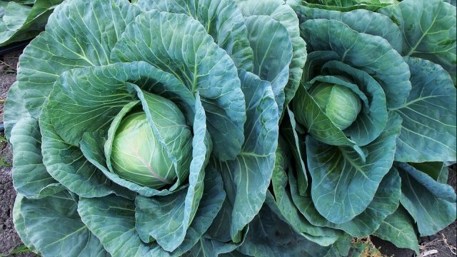 <p>
	<em>Снимка: Pixabay</em></p>
