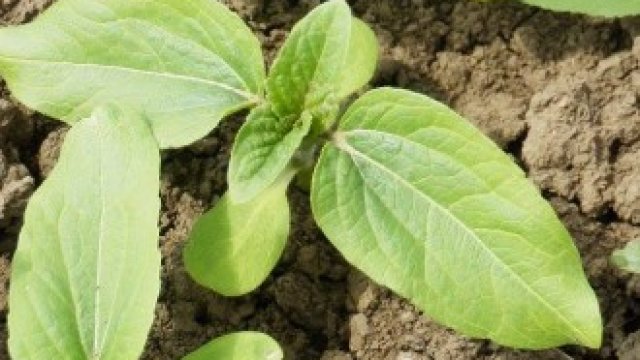 <p>
	<em>Снимка: Pixabay</em></p>
