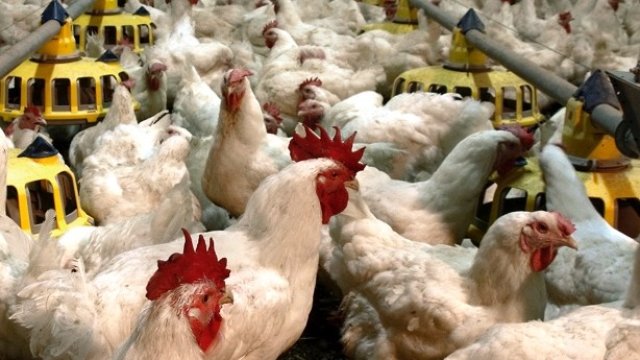 <p>
	<em>Снимка: Градус АД</em></p>
