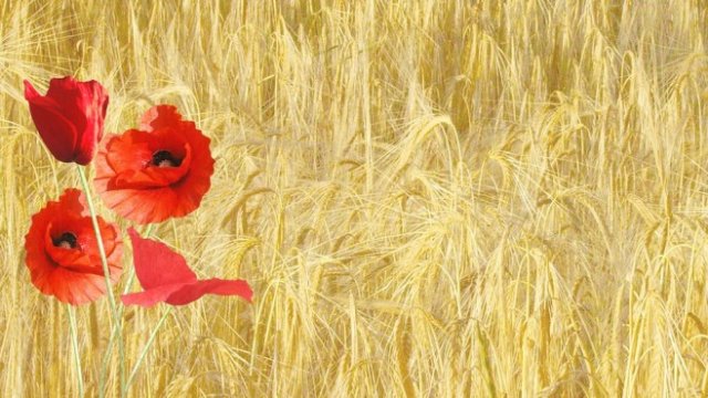 <p>
	<em>Снимка: Pixabay</em></p>
