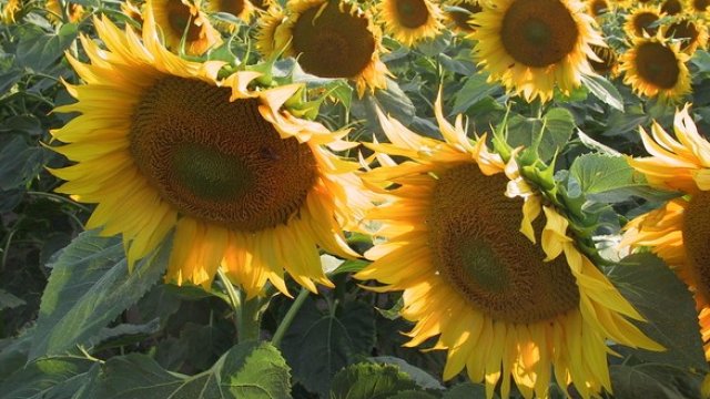 <p>
	<em>Снимка:&nbsp;freeimages.com</em></p>
