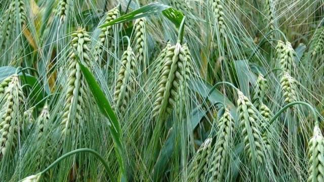 <p>
	<em>Снимка: Pixabay</em></p>
