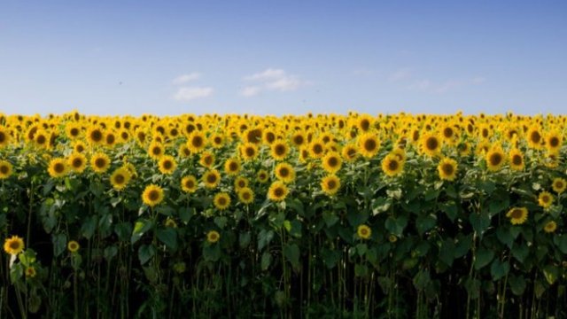 <p>
	<em>Снимка: Pixabay</em></p>
