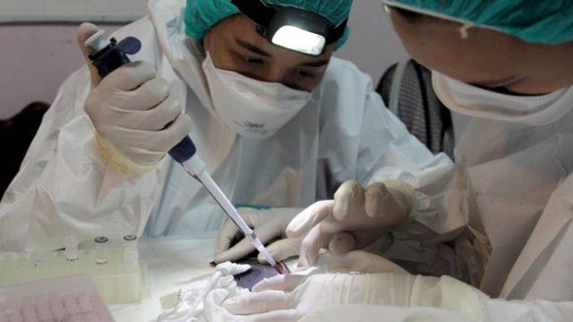 Tестват прилепи за коронавирус