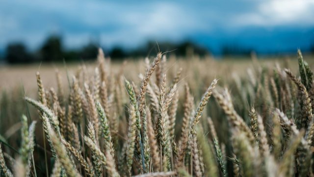 Снимка: unsplash.com