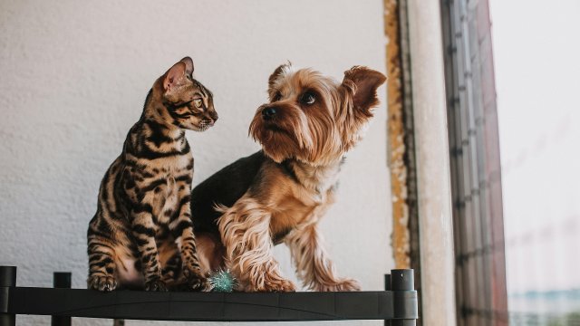 Снимка: pexels.com