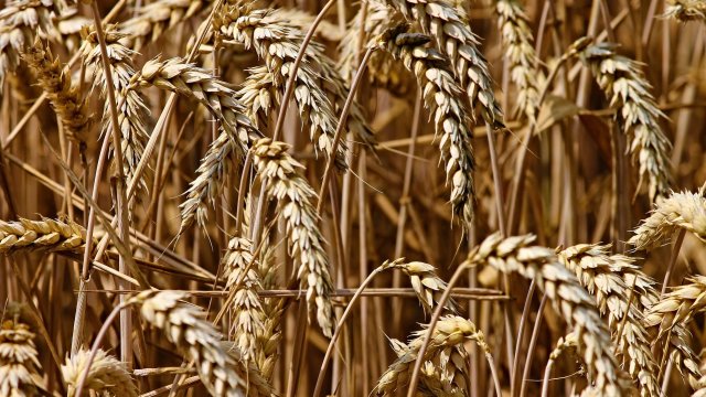 Снимка: Pixabay