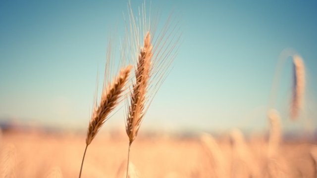 <p>
	<em>Снимка: Pixabay</em></p>
