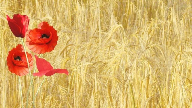 <p>
	<em>Снимка: Pixabay</em></p>
