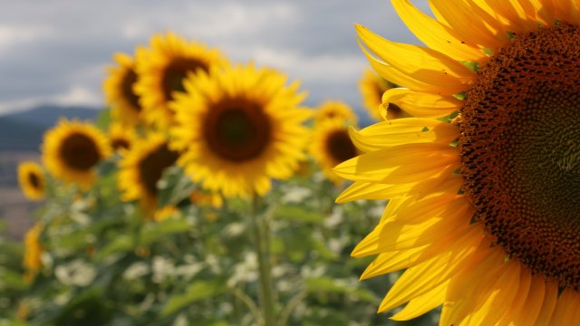 Снимка: Pixabay